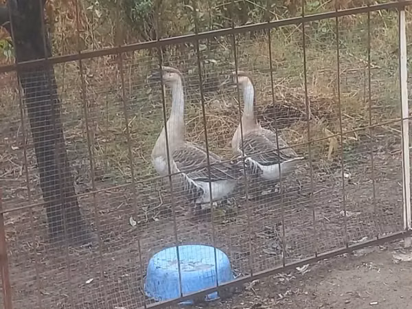 Geese — Aserbaidschan