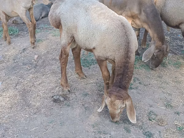 Ram, Hissar sheep — Kyrgyzstan