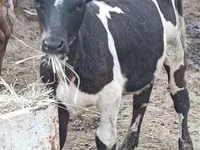 Cow, Holstein breed — photo 3