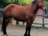 Mare, Horses — photo 3