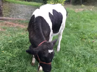 Vache, Russian Black pied cattle — photo 2