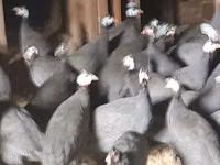 Geese — عکس 4