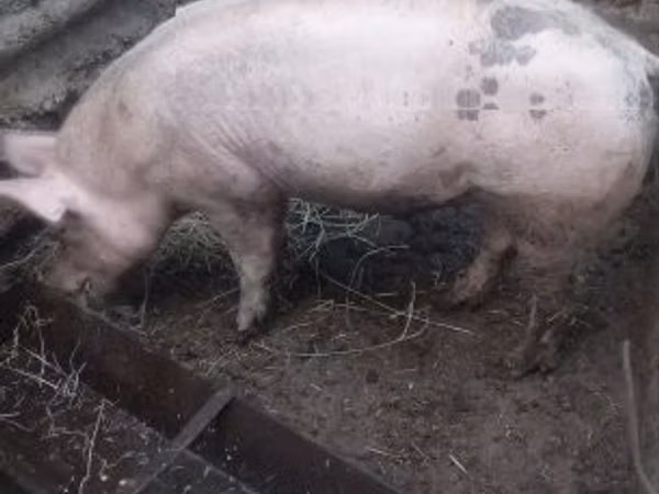 Boar, Pigs — Hungary