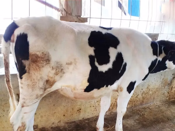 Cow, Holstein breed — Bangladesh