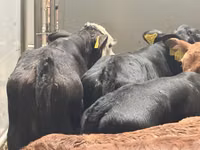 Bovine (lot, sex nespecificat), Simmental cattle — foto 3