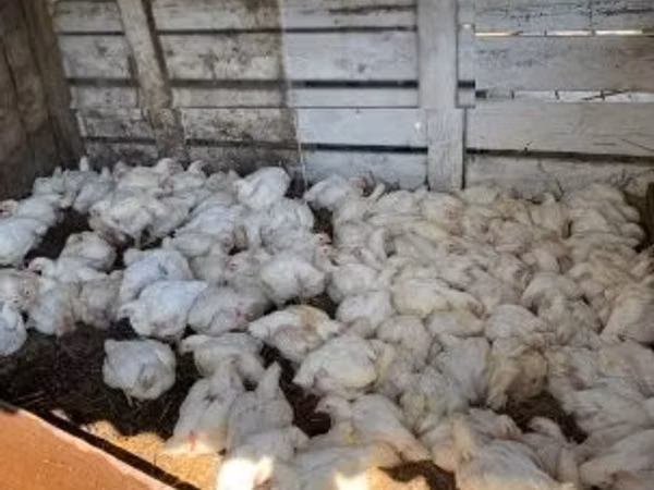 Chickens