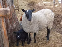 میش, Romanov sheep — عکس 2