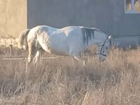 घोड़ा, Kazakh horse — फ़ोटो 1