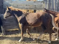 Horse (M), Horses — photo 2