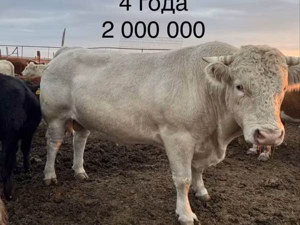Bull, Auliekol breed