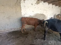 Vacă, Bovine — foto 3
