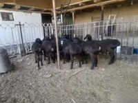 Ram, Sheep — photo 3