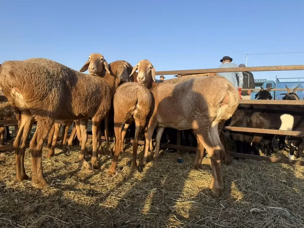 Ram, Arashan sheep — Kyrgyzstan