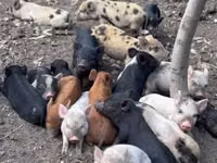 Babi (lot, jantina tidak dinyatakan), Pigs — foto 2