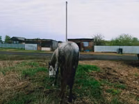 Mare, Horses — photo 4