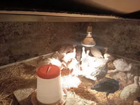 Turkeys — foto 3