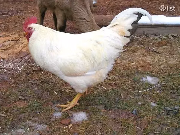 Chickens — Armeeniya