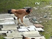 Chickens — foto 3