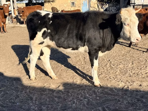 Cow, Russian Black pied cattle — Kazakhstan