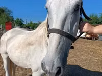 Horse (M), Lipizzaner — photo 1