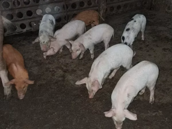 Sow, Pigs — Armenia