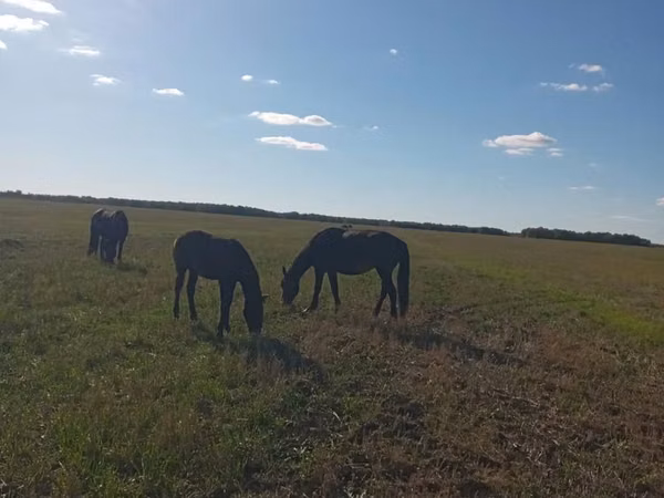 Mare, Horses — Kazakhstan