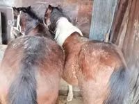 Cavallo, Cavalli — foto 2