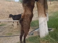Taka, Nubian Goat — 1-rasm