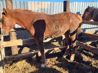 مادیان, Horse breed — عکس 1