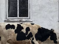 公牛, Holstein breed — 照片 4