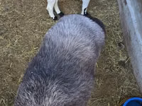 Ram, Sheep — photo 4