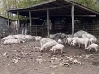 Свиноматка, Свині — фото 3