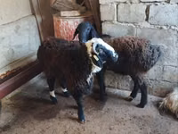Ram, Sheep — photo 2