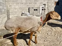 Owca, Owce — zdjęcie 1