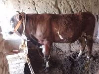 सांड, डच गाय (निष्क्रिय) — फ़ोटो 2