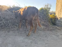 Cattle (batch, sex not specified), Cattle — photo 3