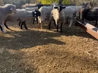 Beran, White Suffolk sheep — foto 1
