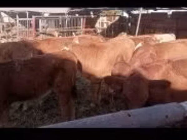 Býk, Kráva limuzín