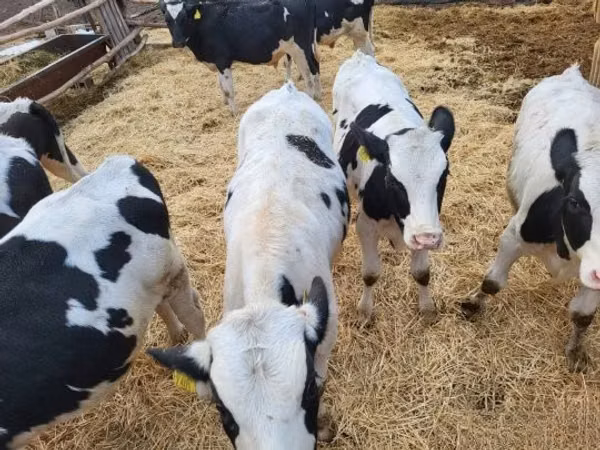 Bull, Holstein breed