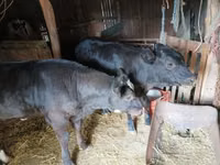Koe, Limousin koe — foto 2