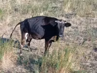 ወንድ በሬ, Cattle — ፎቶ 3