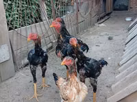 Chickens — photo 3