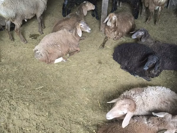 Sheep, Sheep — Kyrgyzstan