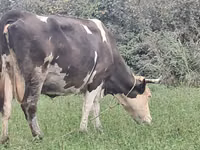 Cow, Simmental cattle — photo 1