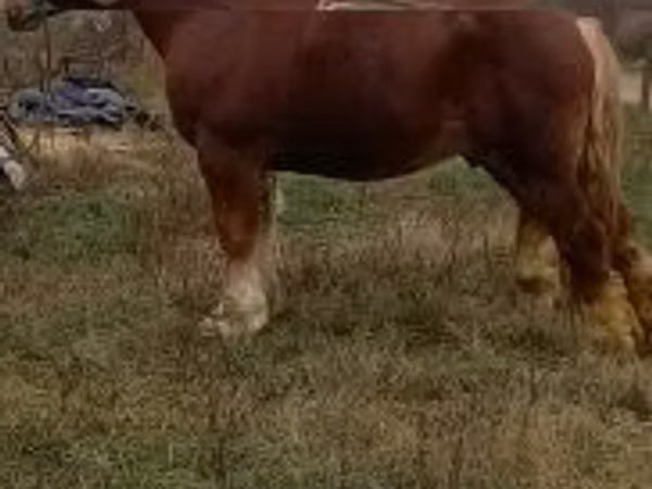 Aygır, Suffolk Punch