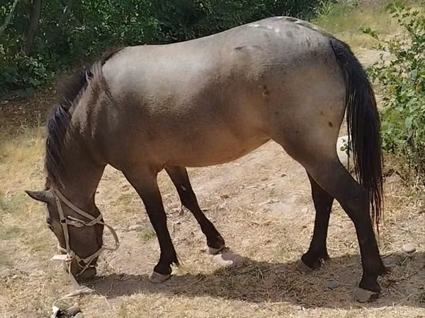 Mare, Horses — Uzbekistan