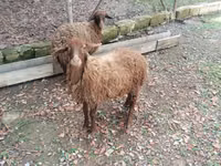 绵羊（批次，未指定性别）, Daglıс sheep — 照片 1