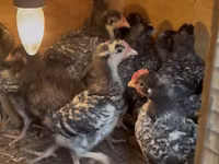 Chickens — photo 1