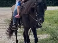 Horse (M), Black Sea breed — photo 2
