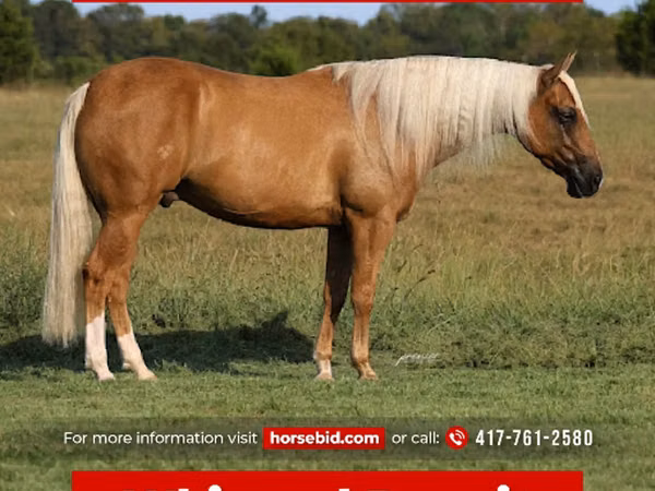 Άλογο, Quarter Horse